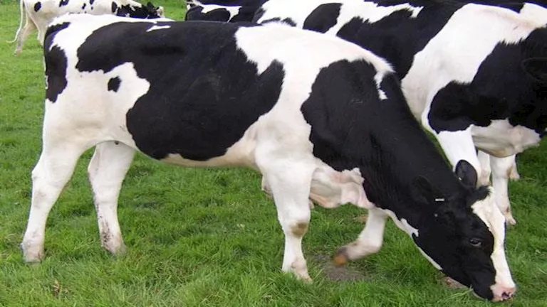 بحوث الحيوان تحذر لمربي الماشية بشأن الرطوبة والازدحام داخل الحظائر