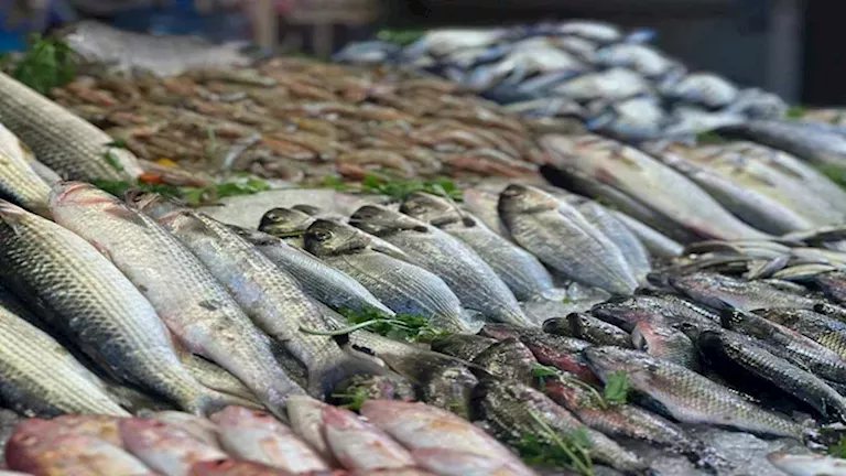 أسعار الأسماك والمأكولات البحرية في سوق العبور اليوم.. انخفاض البلطي