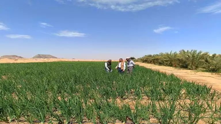الفاو: 33% زيادة في تكلفة الغذاء الصحي بالمنطقة العربية خلال 5 سنوات