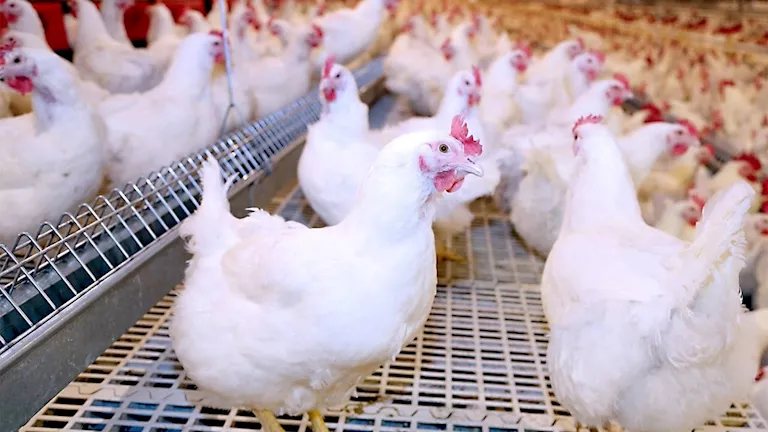 هل تطرح الحكومة الدواجن المجمدة على بطاقات التموين الشهر المقبل؟.. رئيس الشعبة يوضح