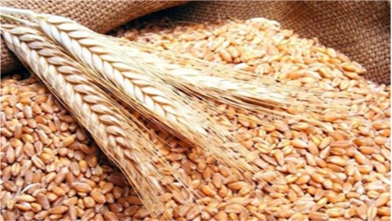 أسعار القمح تواصل التراجع مع انفراجة أزمة إمدادات البحر الأسود