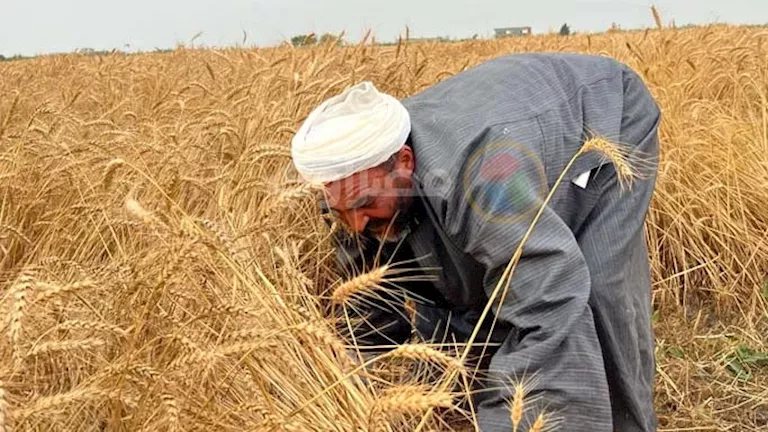 رصيد يكفي لـ6 أشهر.. علاء عز: ارتفاع أسعار القمح عالميًا 6% لم ينعكس محليًا بعد